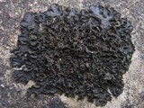 Collema latzelii image