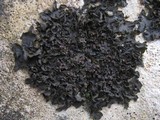 Collema latzelii image