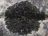 Collema latzelii image