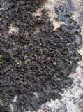 Collema latzelii image