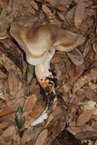 Entoloma lividoalbum image