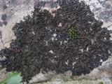 Collema latzelii image