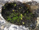 Leptogium lichenoides image