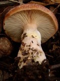 Armillaria gallica image