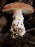 Armillaria gallica image