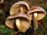 Psathyrella piluliformis image