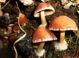 Psathyrella piluliformis image