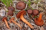Hygrophorus cokeri image