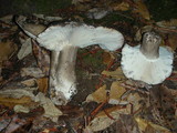 Russula albonigra image
