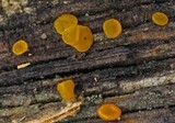 Dacrymyces stillatus image