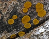 Dacrymyces stillatus image