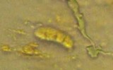 Dacrymyces stillatus image