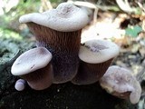 Panus conchatus image
