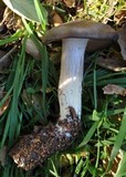Entoloma ferruginans image
