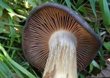 Entoloma ferruginans image