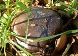 Entoloma ferruginans image