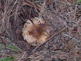 Russula pectinatoides image