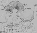 Psathyrella uliginicola image