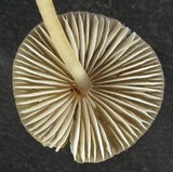 Mycena parabolica image