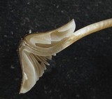 Mycena parabolica image