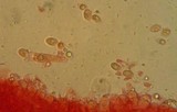 Mycena parabolica image
