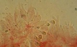 Mycena parabolica image