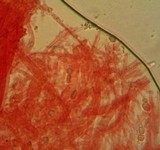 Mycena parabolica image