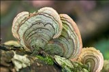 Stereum insignitum image