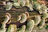 Stereum insignitum image