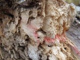 Scytalidium cuboideum image