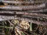 Enchnoa infernalis image
