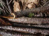 Enchnoa infernalis image