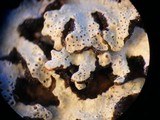 Pannoparmelia angustata image