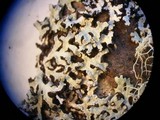Pannoparmelia angustata image