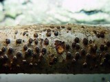 Diatrypella quercina image
