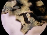 Pannoparmelia angustata image