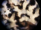 Pannoparmelia angustata image