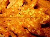 Coccomyces dentatus image