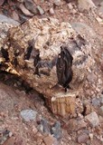 Agaricus texensis image