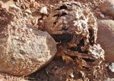Agaricus texensis image