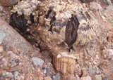Agaricus texensis image