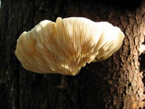 Pleurotus dryinus image