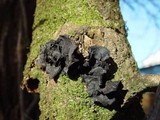 Exidia truncata image