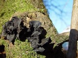 Exidia truncata image