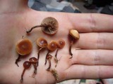 Psilocybe inquilina image