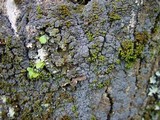 Fuscopannaria mediterranea image