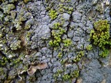 Fuscopannaria mediterranea image