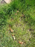 Psilocybe inquilina image