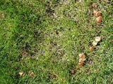 Psilocybe inquilina image