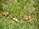 Psilocybe inquilina image